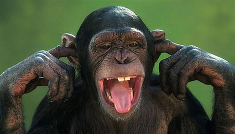 Sai cos'è la scimmia mentale? Sai cos'è la scimmia mentale?